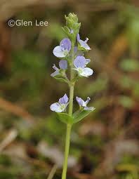 Attēlu rezultāti vaicājumam “Veronica serpyllifolia leaf”