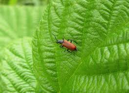 Attēlu rezultāti vaicājumam “Anthocomus rufus”