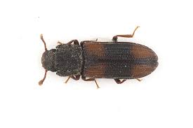 Attēlu rezultāti vaicājumam “Zopheridae”