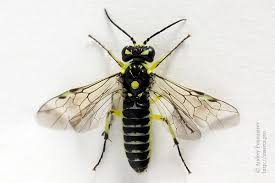 Attēlu rezultāti vaicājumam “Rhogogaster picta”