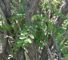 Attēlu rezultāti vaicājumam “Robinia neomexicana”