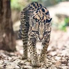 Image result for оцелот