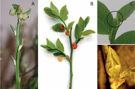 Attēlu rezultāti vaicājumam “Vaccinium myrtillus flower”
