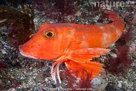 Image result for Chelidonichthys cuculus