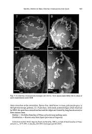 Attēlu rezultāti vaicājumam “Diderma cinereum sessile”