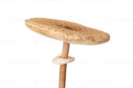 Attēlu rezultāti vaicājumam “Macrolepiota procera”