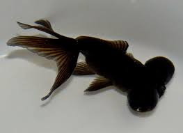 Image result for 出目金