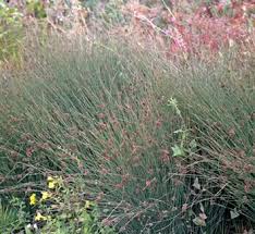 Attēlu rezultāti vaicājumam “Juncus stygius”