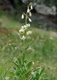 Attēlu rezultāti vaicājumam “Lilium martagon leaf”