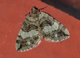 Attēlu rezultāti vaicājumam “Hydriomena furcata”