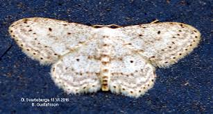 Attēlu rezultāti vaicājumam “Idaea seriata”