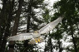 Image result for Goshawks G C