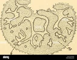 Attēlu rezultāti vaicājumam “Pachyphloeus melanoxanthus”