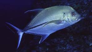 Image result for Caranx lugubris