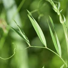 Attēlu rezultāti vaicājumam “Lathyrus palustris”