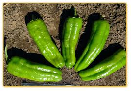 Afbeeldingsresultaat voor marconi golden sweet pepper