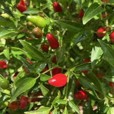 Afbeeldingsresultaat voor thai bird pepper hot pepper