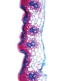 Attēlu rezultāti vaicājumam “Hordelymus europaeus leaf”