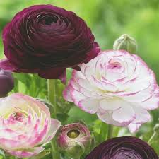 Attēlu rezultāti vaicājumam “Ranunculus elatior flower”