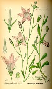 Image result for Campanula patula