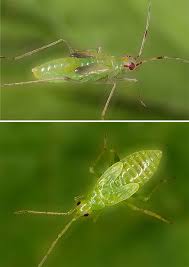 Attēlu rezultāti vaicājumam “Dicyphus sp.”