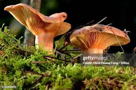 Attēlu rezultāti vaicājumam “Lactarius deliciosus”