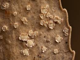 Attēlu rezultāti vaicājumam “Stictis”