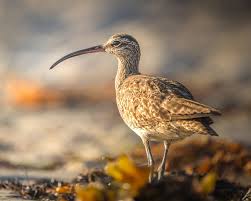 Attēlu rezultāti vaicājumam “Numenius phaeopus”