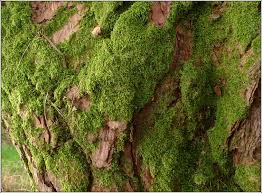 Attēlu rezultāti vaicājumam “Hypnum cupressiforme”