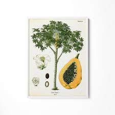 Image result for Carica papaya