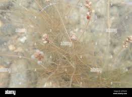 Attēlu rezultāti vaicājumam “Stuckenia filiformis”