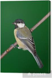 Attēlu rezultāti vaicājumam “Parus major”