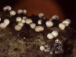 Attēlu rezultāti vaicājumam “Badhamia panicea macro”