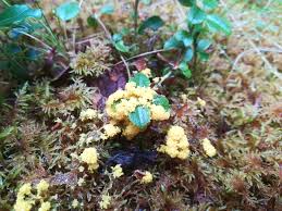 Attēlu rezultāti vaicājumam “Physarum virescens”