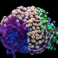 Attēlu rezultāti vaicājumam “Colostygia pectinataria male”