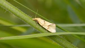 Attēlu rezultāti vaicājumam “Agapeta hamana”