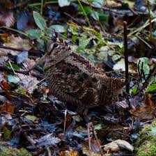 Attēlu rezultāti vaicājumam “Scolopax rusticola nest”