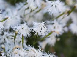 Attēlu rezultāti vaicājumam “Dianthus arenarius”