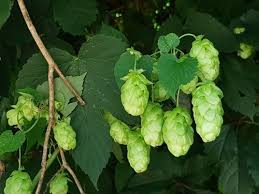 Attēlu rezultāti vaicājumam “Humulus lupulus leaf”