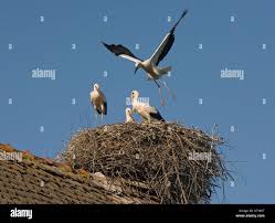 Attēlu rezultāti vaicājumam “Ciconia ciconia juvenile”