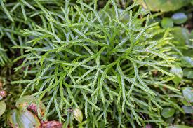 Attēlu rezultāti vaicājumam “Diphasium complanatum”