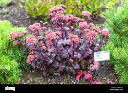 Attēlu rezultāti vaicājumam “Hylotelephium maximum flower”