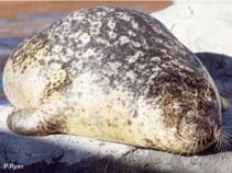 Image result for Phoca vitulina