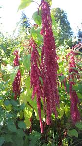 Image result for Fuchsschwanz