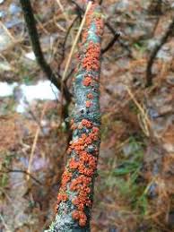 Attēlu rezultāti vaicājumam “Peniophora rufa”