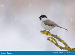 Attēlu rezultāti vaicājumam “Poecile montanus adult”