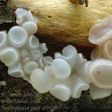 Attēlu rezultāti vaicājumam “Neobulgaria pura”