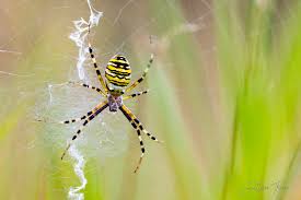 Attēlu rezultāti vaicājumam “Argiope bruennichi”