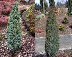 Attēlu rezultāti vaicājumam “Juniperus communis”