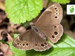 Attēlu rezultāti vaicājumam “Lopinga achine upperside”